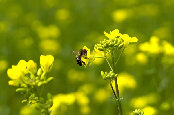 Včela sbírá nektar z květin — Stock fotografie