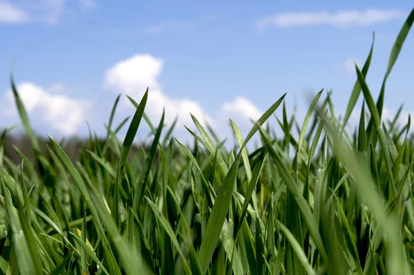 Photo Shoots Green Grass Background Blue Sky — Stock Photo, Image