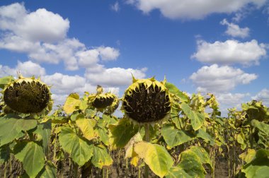 Mavi gökyüzü arka plan üzerinde olgunlaşmış ayçiçeği