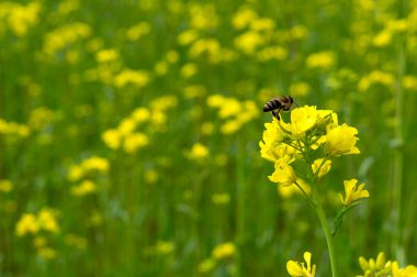 Fotoğrafta tecavüz çiçekleri var.