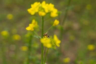 Fotoğrafta tecavüz çiçekleri var.