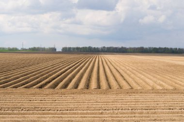 Uzaktaki patates tarlasını düzenli bir şekilde bırakmayı hayal ettim.