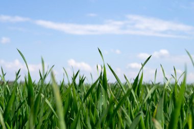 Mavi gökyüzünün arka planında yeşil çimen filizleri