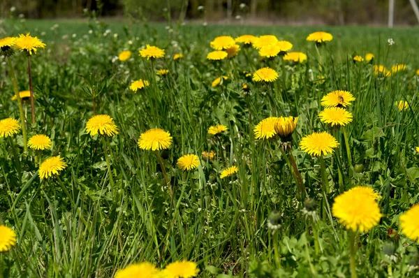 Желтый Одуванчик Ранней Весной — стоковое фото