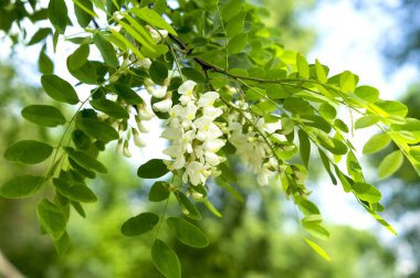 mavi gökyüzünün arkaplanındaki çiçek akasyası