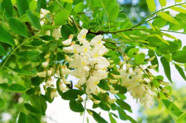mavi gökyüzünün arkaplanındaki çiçek akasyası