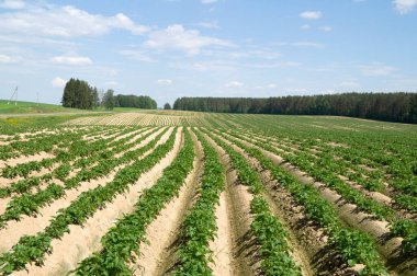 Uzaktaki patates tarlasını düzenli bir şekilde bırakmayı hayal ettim.
