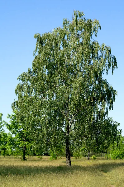 草地上有白桦树的夏季风景 — 图库照片