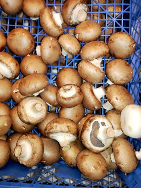 Doğal ürünler. Ağırlıkla satılan donmuş beyaz mantarlar.