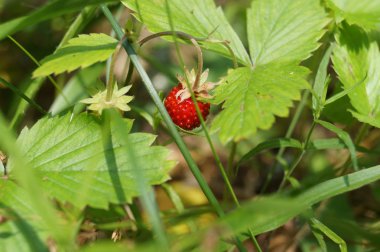 Yabani çilek otların arasında gizli