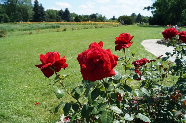 Красивые красные розы крупным планом в ботаническом саду . — стоковое фото