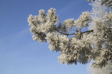 Mavi gökyüzü güzel karla kaplı çam dalı