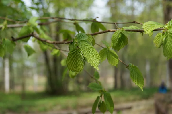 Tidigt på våren. Gröna blad på en gren av en Björk-närbild — Stockfoto