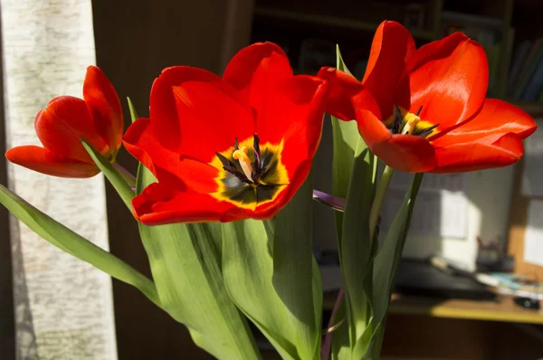 Strauß schöner, roter Tulpen — Stockfoto