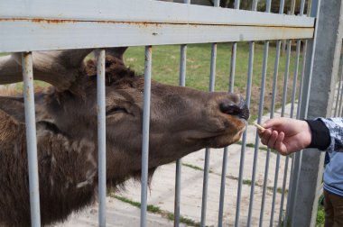 Hayvanat bahçesinde Ren geyiği besleme