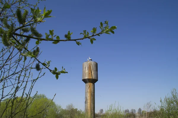 春天的一对鹤将在水塔上筑巢 — 图库照片