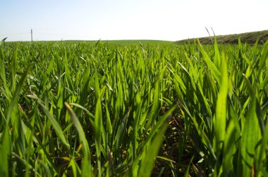 Buğday gündoğumu streç güneşe de genç lahanası