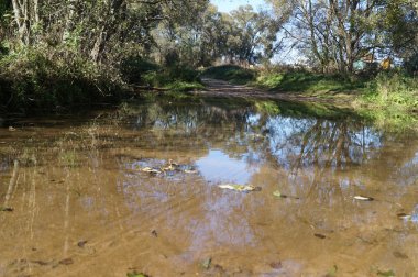 Temiz su ile orman nehir geçiş
