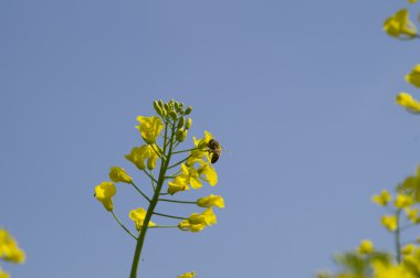 Tsvetoschy bud kanola sarı arı