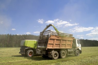 Yem kombain yükleme otlar kıyılmış bir arabaya