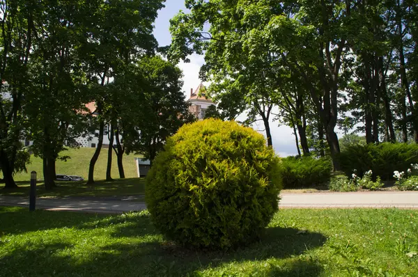 Sfäriska stora thuja i stadsparken — Stockfoto