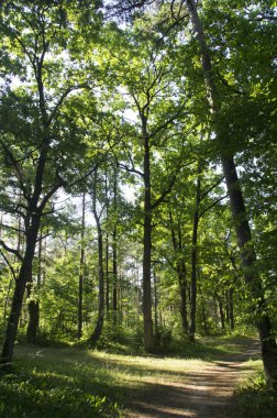 Sık sık geçilmez vahşi orman yolundaki