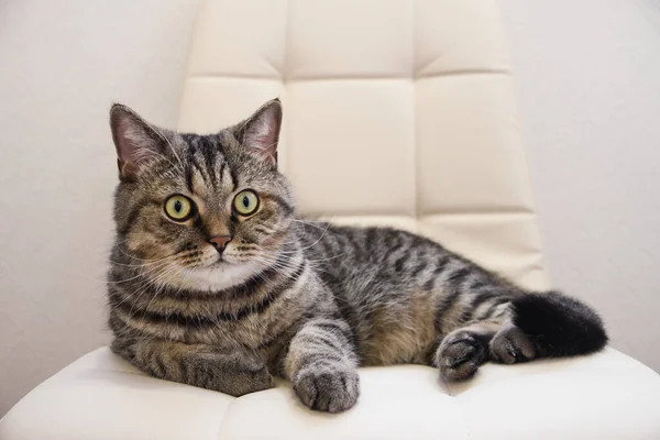 O gato cinza tabby doméstico deitado em uma cadeira macia — Fotografia de Stock