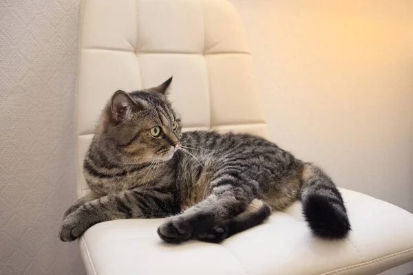 O gato cinza tabby doméstico deitado em uma cadeira macia — Fotografia de Stock