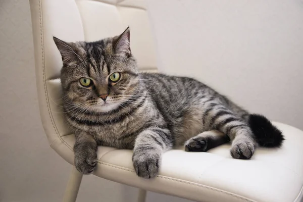 O gato cinza tabby doméstico deitado em uma cadeira macia — Fotografia de Stock