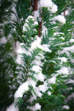 Noel 'in yemyeşil çam ağaçları karla kaplı..