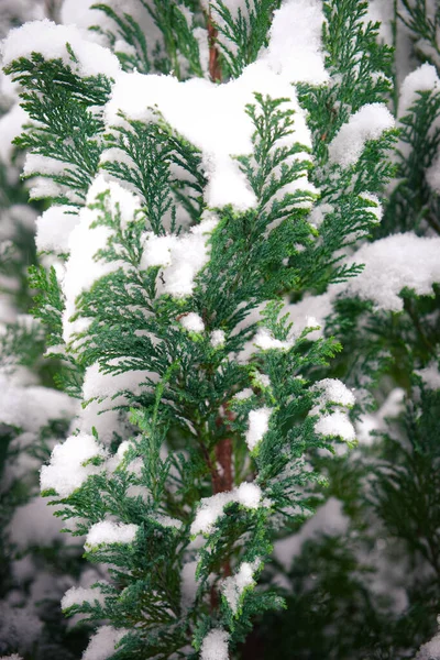 圣诞节常绿松树被雪覆盖. — 图库照片