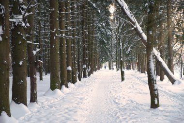 Karlı ormanda ağaçların arasında kış yolu. Doğal kış ormanı akşam güneşinde karaya çıkar..