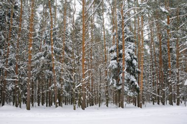 Karlı ormanda ağaçların arasında kış yolu. Akşam vakti doğal kış ormanı manzarası. Kış mevsiminde donmuş ağaç gövdelerinin ritmi.