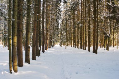 Karlı ormanda ağaçların arasında kış yolu. Doğal kış ormanı akşam güneşinde karaya çıkar..