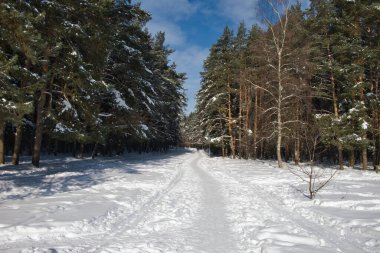 Karlı ormanda ağaçların arasında kış yolu. Gün ışığında doğal kış ormanı manzarası.