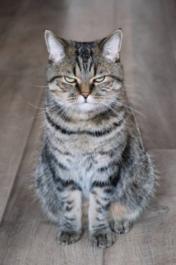 Ahşap florda oturmuş kameraya bakan şaşı gözlü ciddi bir kedi. Evcil tekir gri kedinin portresi.