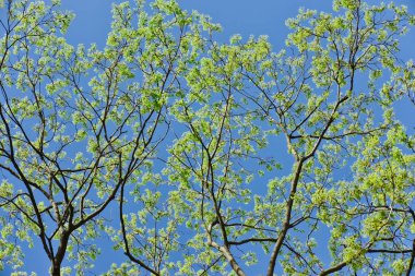 Taze yeşil yapraklı ağaç dalları parlak mavi gökyüzüne karşı. Bahar mevsimi doğa.