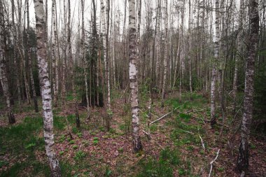 İlkbaharın başında orman manzarası. Bulutlu havada mistik huş ağacı ormanı.