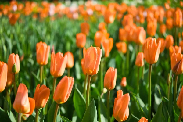 Field of colorful orange tulips in the park at springtime. Beautiful natural flowers background. — Stock Photo, Image