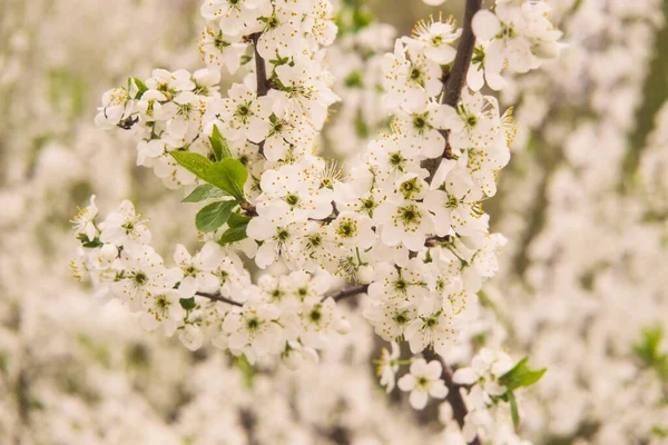 Blooming apple tree branch in evening sunlight, springtime, soft focus. — Stock Photo, Image