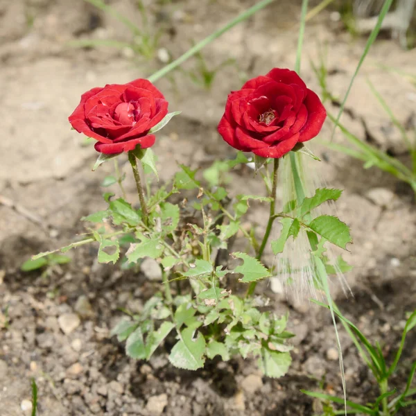 Der Kleine Rosenstrauch Mit Zwei Roten Blüten Wächst Trockenen Zwei — Stockfoto