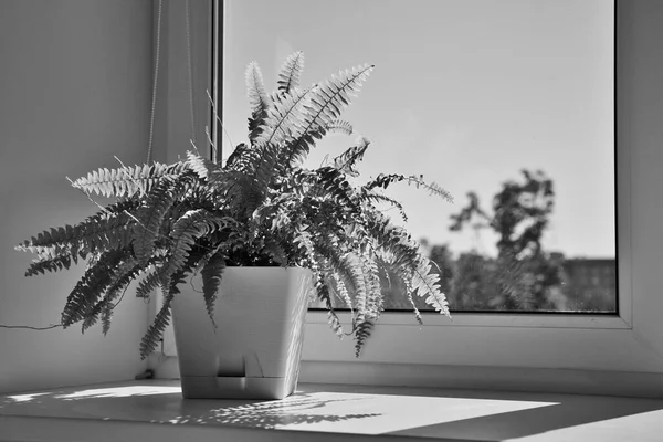 Planta doméstica monocromática em pote em um peitoril da janela. Imagem em preto e branco da planta pela janela. — Fotografia de Stock