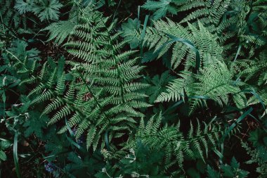 Ormandaki güzel yeşil eğreltiotu yaprakları. Tropik doğal arkaplan.