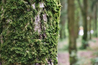 Close-up of green moss on tree bark in forest. Moss-covered tree trunk.