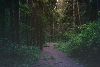Sisli bir sabahta yeşil yaz ormanı. Sisli ormanlık doğal manzara. Ormanın içinden geçen yol. Doğal arkaplan.