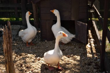 Köyde yerli beyaz kazlar yürüyor.