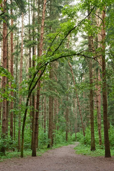 夏の日には緑の松林。森の自然景観。森への道. — ストック写真