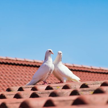 Two white pigeons on red tile roof against clear blue sky. Love and wedding concept.