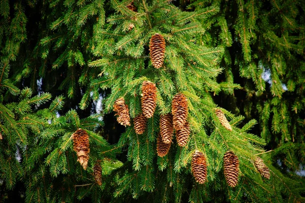 Крупный план елово-игольчатых ветвей с композицией конусов на фоне рождественской текстуры. — стоковое фото
