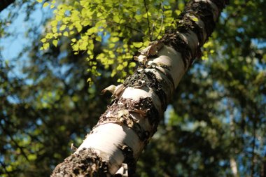 Tek bir huş ağacı gövdesi ve güneşli bir günde güzel bir ormanda yapraklar. Doğal orman geçmişi.